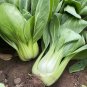 Rare 'Hezhiyuan' Shanghai Bok Choy Seeds - 10 grams seed