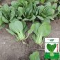 Rare 'Hezhiyuan' Shanghai Bok Choy Seeds - 10 grams seed