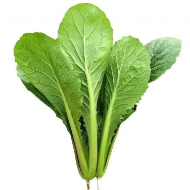 Rare 1 grams seeds Four Seasons Bok Choy Seeds - Year-Round Harvest, Heat & Cold Tolerant