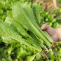 Rare 1 grams seeds Four Seasons Bok Choy Seeds - Year-Round Harvest, Heat & Cold Tolerant