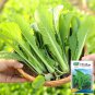 Rare 1 grams seeds Four Seasons Bok Choy Seeds - Year-Round Harvest, Heat & Cold Tolerant