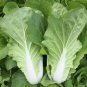Rare 1 grams seeds '168' Fast-Grow Bok Choy Seeds