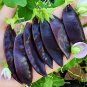 Rare 10 grams seeds Purple-Podded Snow Pea Seeds
