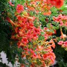 Rare 100 seeds Chinese Trumpet Vine Seeds - Orange Red Trumpet Shaped Flowers
