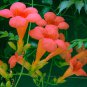 Rare 100 seeds Chinese Trumpet Vine Seeds - Orange Red Trumpet Shaped Flowers