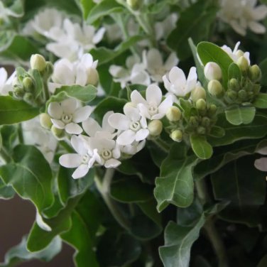 Rare White Tweedia Seeds - Rare Pure White Southern Star Flower 50 seeds