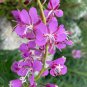 Rare Fireweed Seeds - Pollinator-Friendly, Edible Shoots 50 seeds