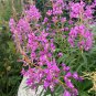 Rare Fireweed Seeds - Pollinator-Friendly, Edible Shoots 50 seeds