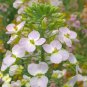 Rare Rainbow Rapeseed 250 Seeds - Ornamental Flower Seeds for Gardening