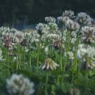 Rare 15,200+ seeds White Dutch Clover Seeds