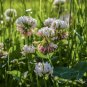 Rare 15,200+ seeds White Dutch Clover Seeds