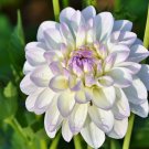 Rare Special Perennial Dahlia Flower 5 Seeds