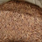 Rare Organic Dill 1,500+ Seeds, Heirloom, FRESH Herb seed