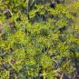 Rare Organic Dill 1,500+ Seeds, Heirloom, FRESH Herb seed