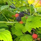 Rare ORGANIC BLACK RASPBERRY 120+ Seeds