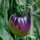 Rare Purple Tomato, Garden Heirloom 20 seeds