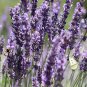 Rare 1200+ LAVENDER VERA SEEDS, MOSQUITO INSECT REPELLENT
