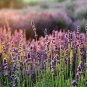 Rare 1200+ LAVENDER VERA SEEDS, MOSQUITO INSECT REPELLENT
