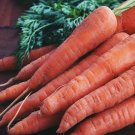 Rare 1,200+ Carrot Seeds, Heirloom