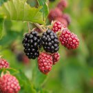 Rare Blackberry, 120+ seeds , Non-GMO