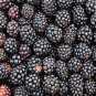 Rare Blackberry, 120+ seeds , Non-GMO