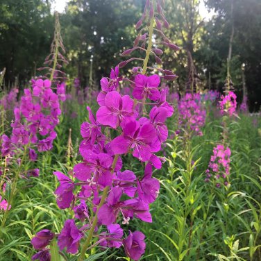 Rare 50 seeds Easy-Grow Fireweed Seeds - Pollinator-Friendly, Edible Shoots