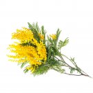 Rare 200 seeds Silver Wattle Seeds - Fragrant Yellow Flowers, Winter Blooming