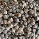 Rare 50 Moringa tree Seeds - Fast-Growing, Edible, Medicinal, Ornamental