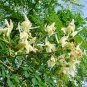 Rare 50 Moringa tree Seeds - Fast-Growing, Edible, Medicinal, Ornamental