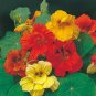 Rare Aurora Nasturtium Mix 50 Seeds - Easy to Grow