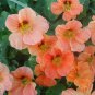 Rare Peach Blossom' Nasturtium 50 Seeds - Fast-Growing, Edible Flowers
