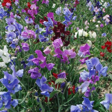 Rare Royal Symphony' Sweet Pea Mixed 100 Seeds - Colors Fragrant Blooms
