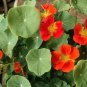 Rare Royal Scarlet' Red Nasturtium 50 Seeds - Edible Flowers, Peppery Leaves for Salads