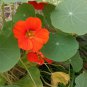 Rare Royal Scarlet' Red Nasturtium 50 Seeds - Edible Flowers, Peppery Leaves for Salads