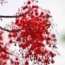 Rare 50 Illawarra Flame Tree Seeds (Brachychiton acerifolius)