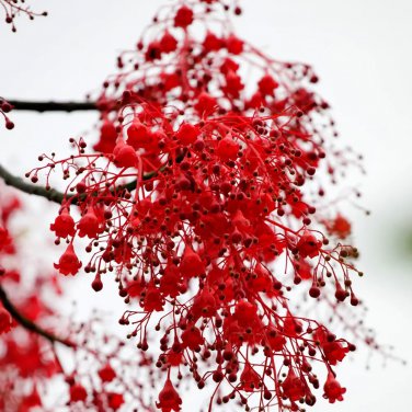 Rare 50 Illawarra Flame Tree Seeds (Brachychiton acerifolius)