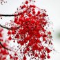 Rare 50 Illawarra Flame Tree Seeds (Brachychiton acerifolius)