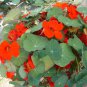 Rare 50 Illawarra Flame Tree Seeds (Brachychiton acerifolius)