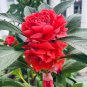 Rare Red Garden Balsam Double Flower 100 Seeds