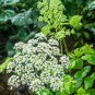 Rare Hemsley's Hogweed 100 Seeds - Perennial Medicinal & Culinary Herb