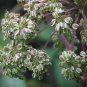 Rare Hemsley's Hogweed 100 Seeds - Perennial Medicinal & Culinary Herb