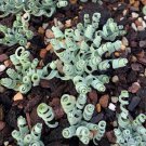 Rare Broad-leaved Albuca (Albuca Concordiana) 100 Seeds