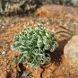 Rare Broad-leaved Albuca (Albuca Concordiana) 100 Seeds