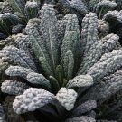 Rare Lacinato Kale 30 Seeds | Heirloom Dinosaur Kale for Culinary & Ornamental