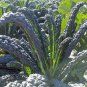 Rare Lacinato Kale 30 Seeds | Heirloom Dinosaur Kale for Culinary & Ornamental