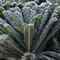 Rare Lacinato Kale 30 Seeds | Heirloom Dinosaur Kale for Culinary & Ornamental