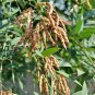 Rare Pigeon Pea 50 Seeds - Nitrogen-Fixing Shrub, Protein-Rich Crop for Food & Medicine