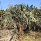 Rare Jelly Palm 25 Seeds (Butia odorata) - Cold Hardy, Edible Fruit, Ornamental Tree