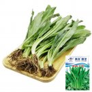 Rare Sawtooth Coriander 1000 Seeds - Fragrant Serrated-Leaf Asian Herb