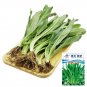 Rare Sawtooth Coriander 1000 Seeds - Fragrant Serrated-Leaf Asian Herb